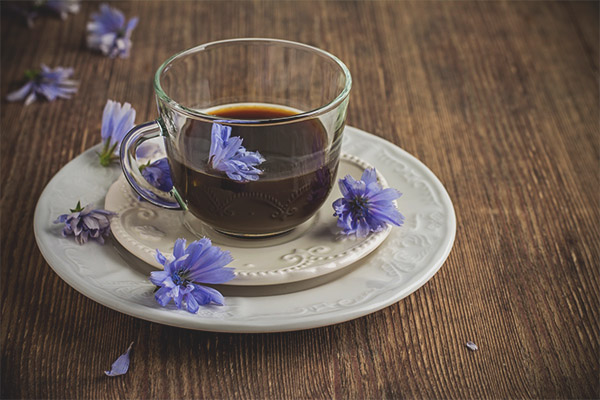 Възможно ли е да пиете цикория по време на бременност