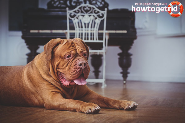 Характеристики на грижа и поддръжка на куче от Бордо