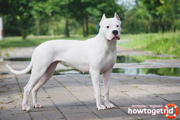 Куче порода dogo argentino