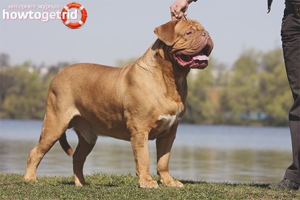 Процес на обучение и образование Бордо куче