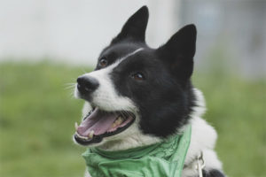  Руско-европейски като