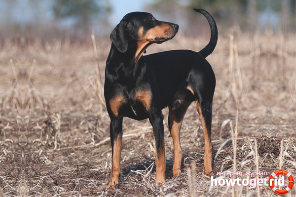 Поддържане и грижи за австрийската куче