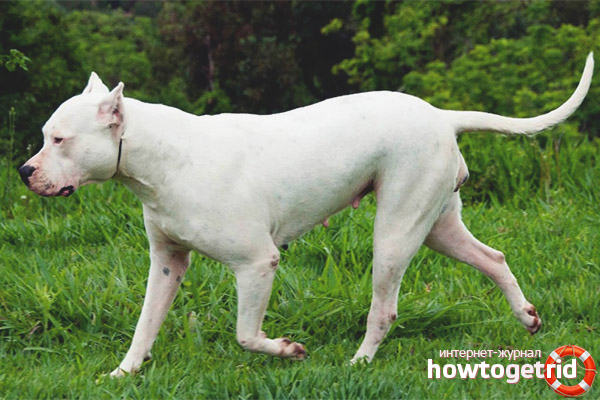 Поддръжка и грижи за аржентинските кучета