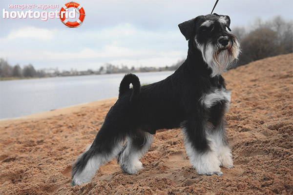 Миниатюрен гризач на шнауцер