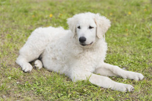  Унгарски куува