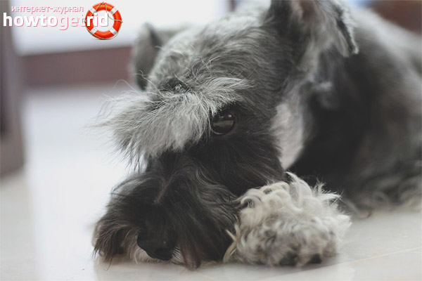 Повишаване на миниатюрен шнауцер