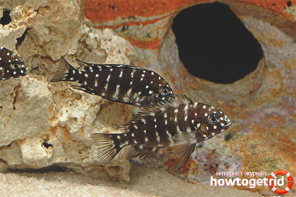 Звезда на аквариума трофей