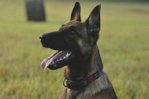  Белгийска овчарка