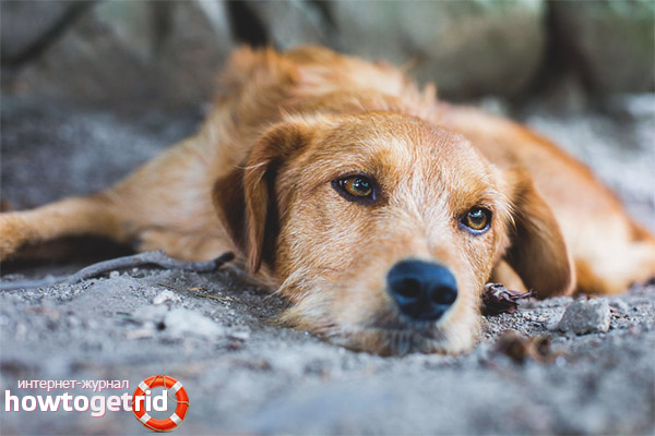 Справяне с депресията при кучета