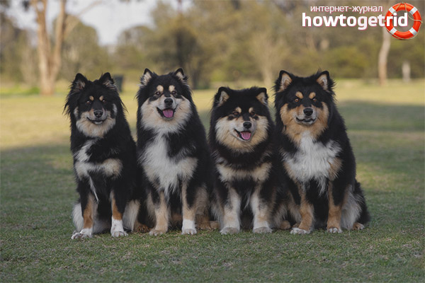 Финландско обучение за лафуд