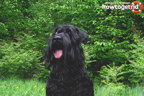 Естеството на руския черен териер