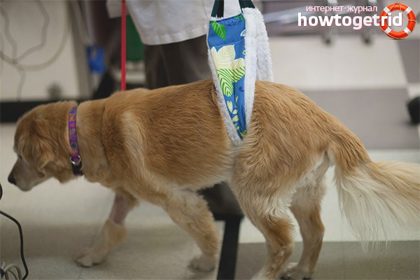 Как да помогнем на артритен домашен любимец