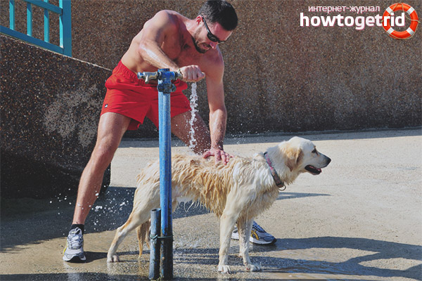 Как да помогнете на кучето в горещината