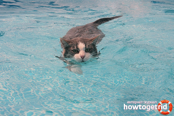 Как да учим котка на вода