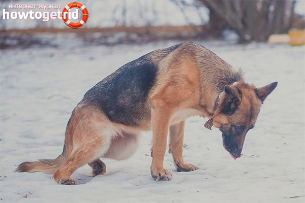 Как е артрит при кучета