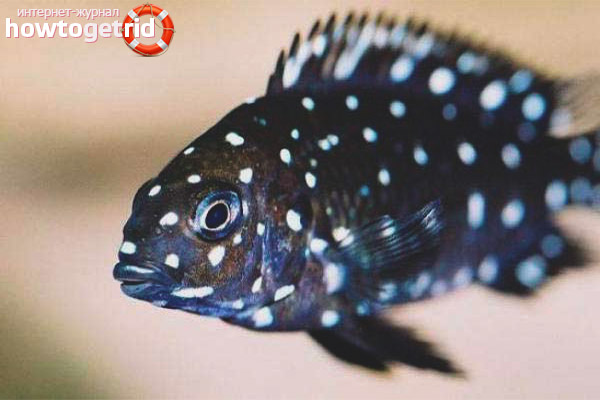 Как да запазим трофея