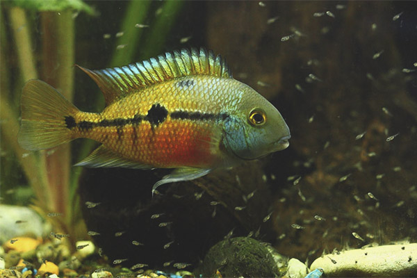 Никарагуанската цихласома