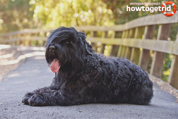 Предлага грижи за руския черен териер