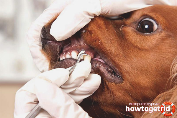 Помогнете на кучето със зъбни заболявания