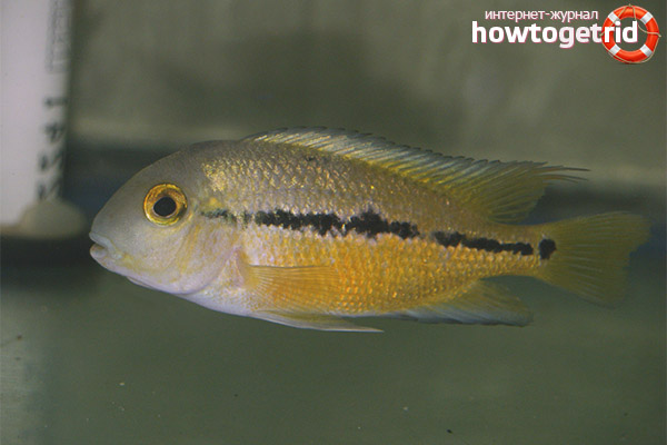 Никарагунското цискасловно съдържание