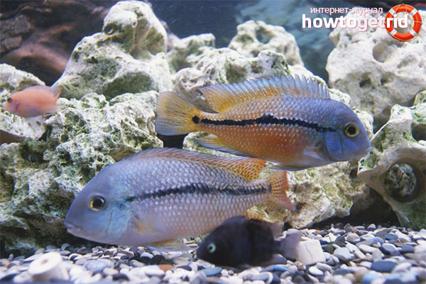 Съвместимост на Никарагунската цисказома