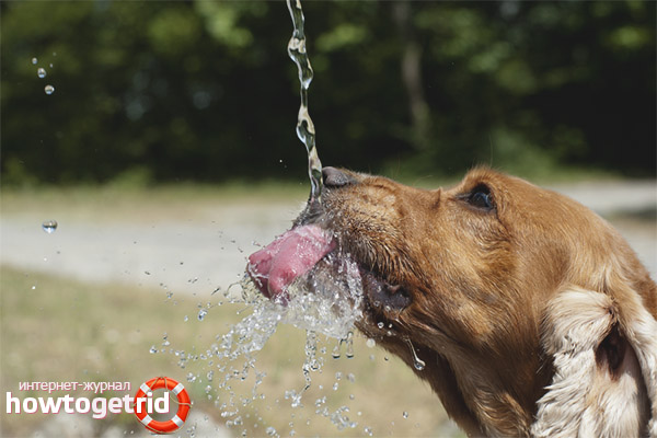 Начини за охлаждане на кучето