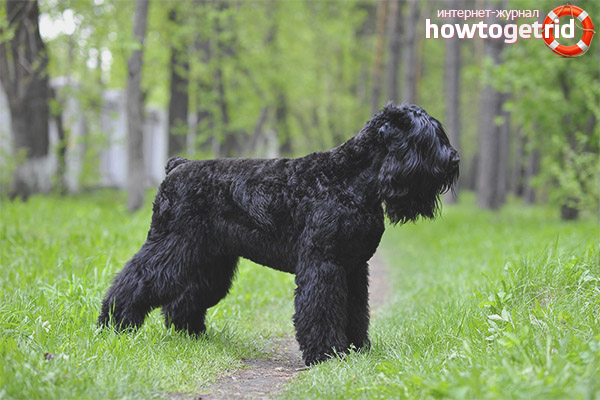 Руски черен териер порода стандарт