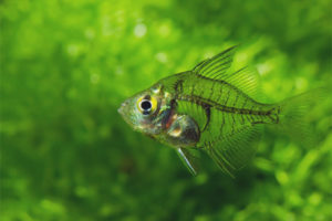  Стъклен бас