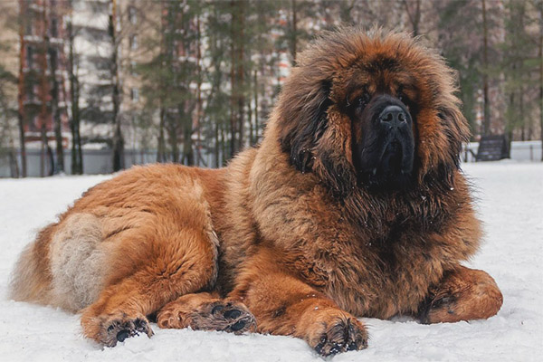 Тибетски мастиф