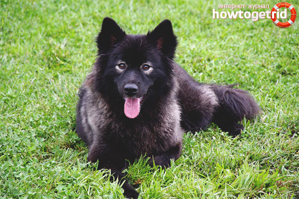 Финландска грижа за лафън