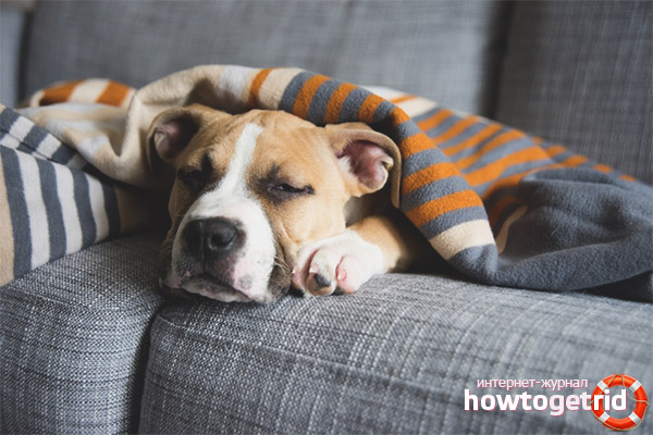 Зимна или следродилна депресия при кучета