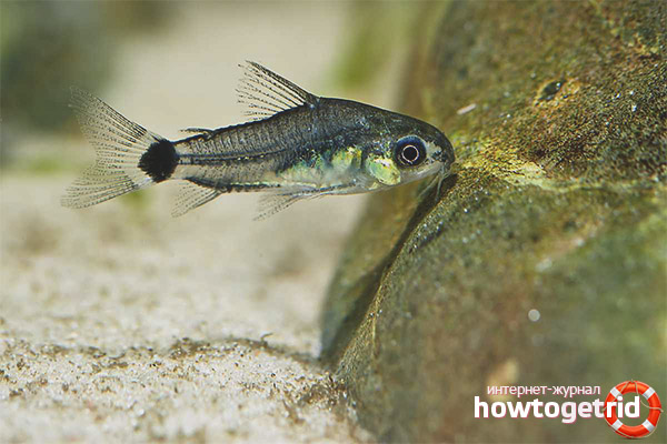 Аквариум риба коридор пигмент