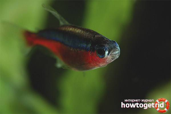Аквариум риба червен неонов