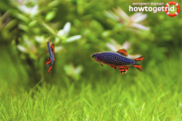 Галактика за микросглобяване на аквариумни риби