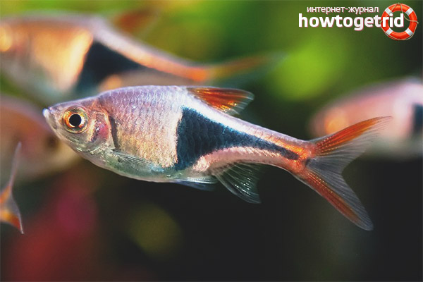 Аквариумни рибки на хетероморф