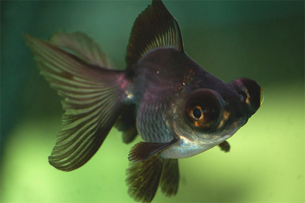 Аквариум риба телескоп