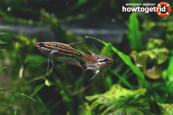 Аквариум риба мърморене gourami