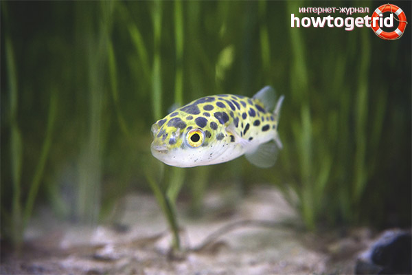 Аквариум риба зелен тетрадон