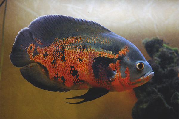 Астронот на аквариумни риби