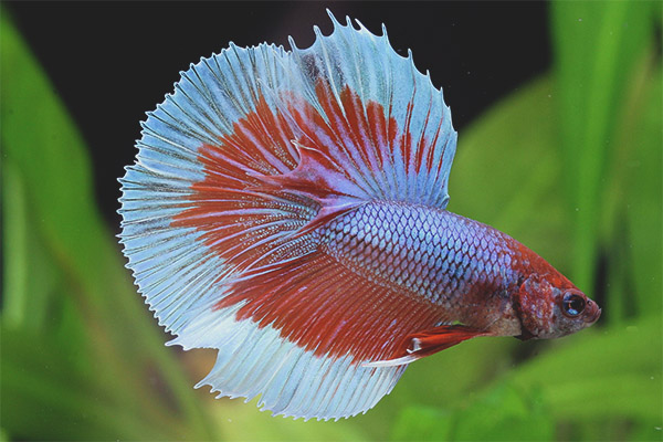 Аквариумна риба от кокер