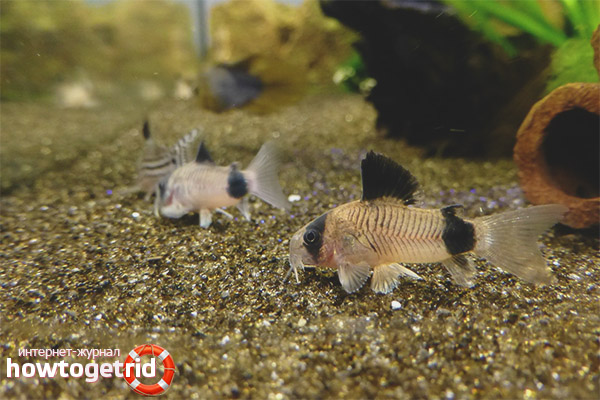 Аквариум сом коридор панда