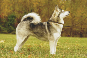  Аляска Кли-Кай