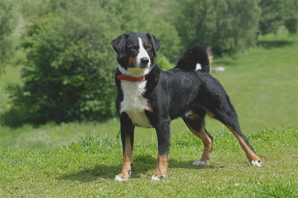 Апенцелер планинско куче