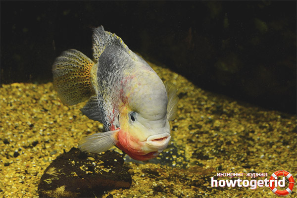 Cichlasoma synspilum