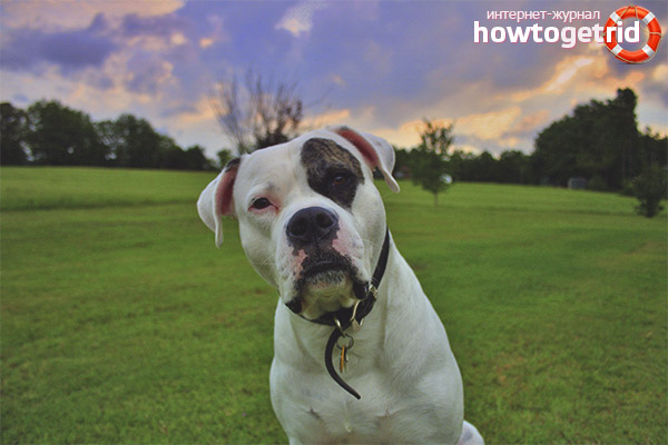 Обучение и обучение на американския булдог