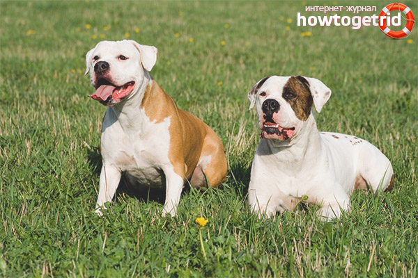 Американски булдог