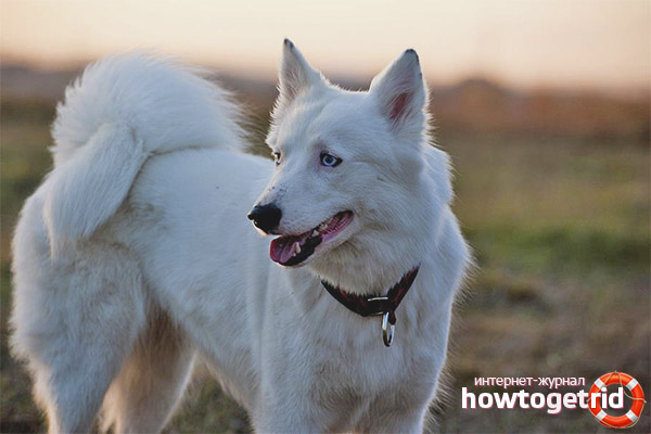 Характерът на хъките Якут