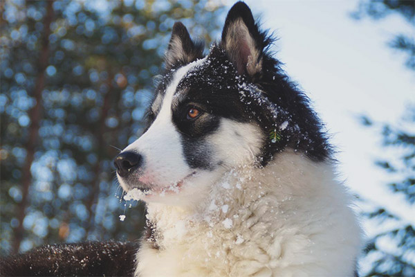 Якут харесва