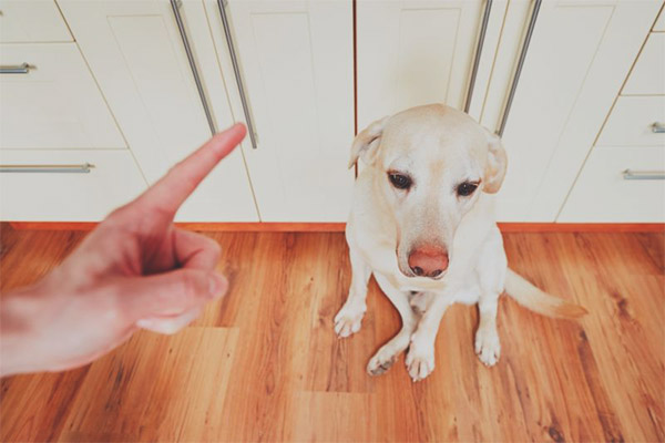 Как да покажете на кучето, че сте отговорен