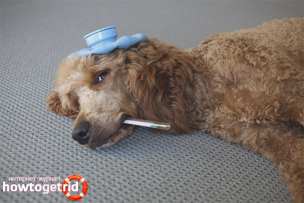 Как да помогнем на куче с отравяне